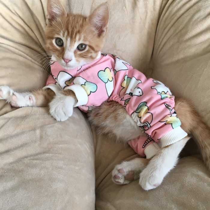 Kitten-In-Pjs