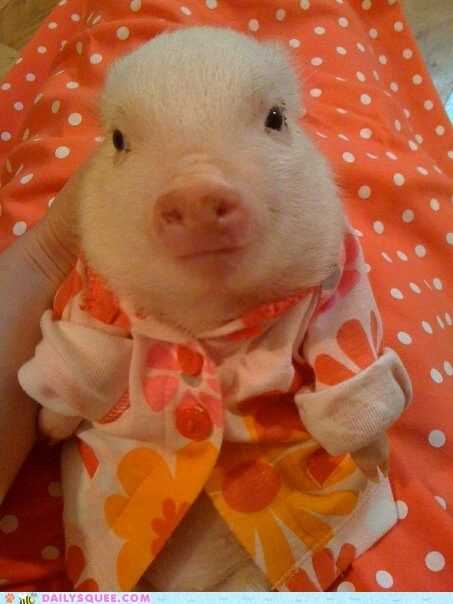 Pig-In-Pajamas