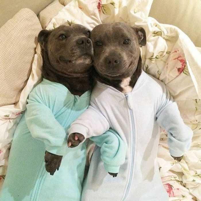 Pitties-In-Pjs