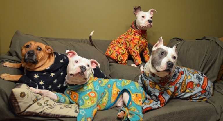 Pitts-In-Pajamas