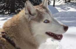 Husky Asking To Play In Snow