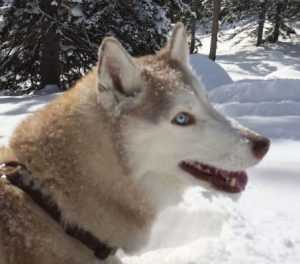 husky asking to play in snow