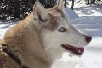Husky Asking To Play In Snow