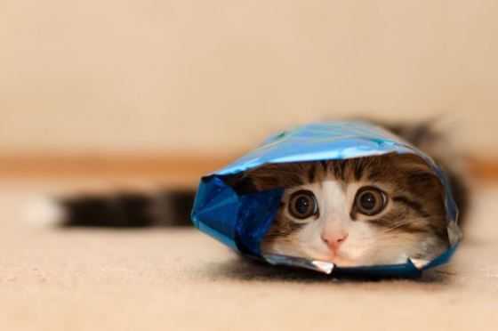 cat-bag-blue 35 Funny Pictures of Cats Stuck in Places They Shouldn't Be