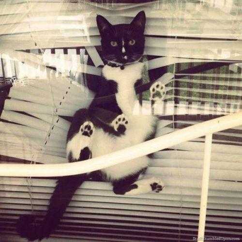 cat-blind-black-white 35 Funny Pictures of Cats Stuck in Places They Shouldn't Be
