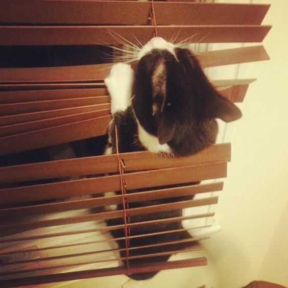 cat-blinds-2 35 Funny Pictures of Cats Stuck in Places They Shouldn't Be