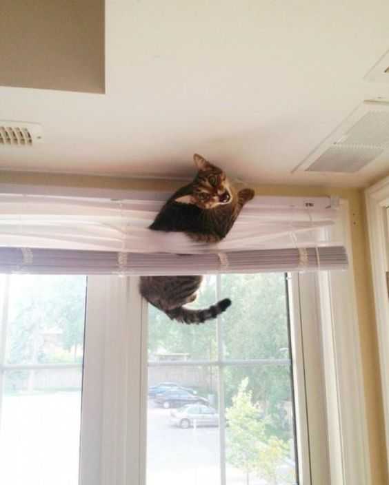 cat-blinds 35 Funny Pictures of Cats Stuck in Places They Shouldn't Be