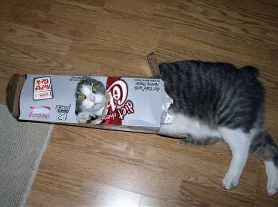 cat-box-dr-pepper 35 Funny Pictures of Cats Stuck in Places They Shouldn't Be