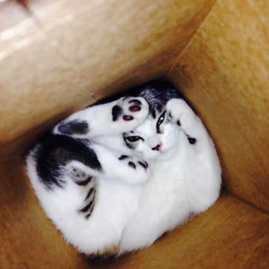 cat-box 35 Funny Pictures of Cats Stuck in Places They Shouldn't Be
