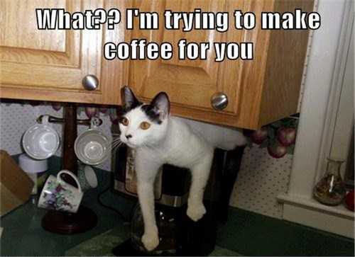 cat-coffee-stuck 35 Funny Pictures of Cats Stuck in Places They Shouldn't Be