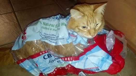 cat-crystal-water 35 Funny Pictures of Cats Stuck in Places They Shouldn't Be