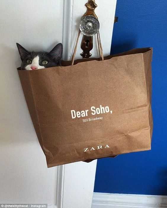 cat-dear-bag 35 Funny Pictures of Cats Stuck in Places They Shouldn't Be