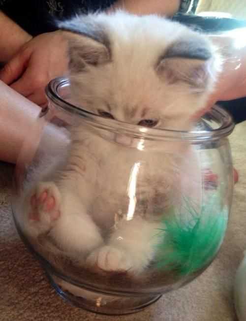 cat-jar-kitty 35 Funny Pictures of Cats Stuck in Places They Shouldn't Be