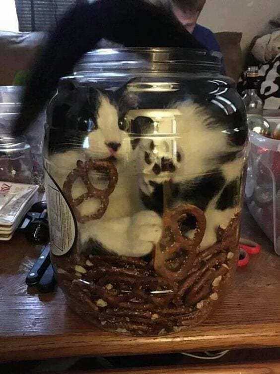 cat-jar-pretzel 35 Funny Pictures of Cats Stuck in Places They Shouldn't Be