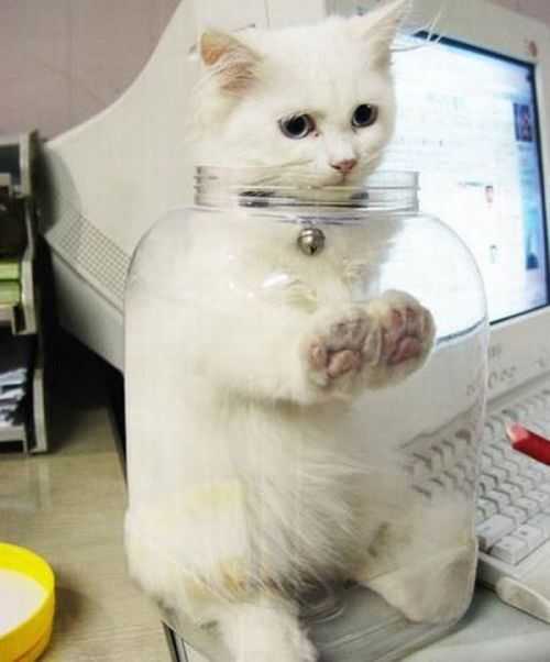 cat-jar 35 Funny Pictures of Cats Stuck in Places They Shouldn't Be