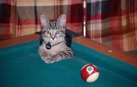 cat-pool-2 35 Funny Pictures of Cats Stuck in Places They Shouldn't Be