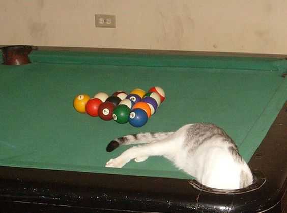 cat-pool-hole 35 Funny Pictures of Cats Stuck in Places They Shouldn't Be
