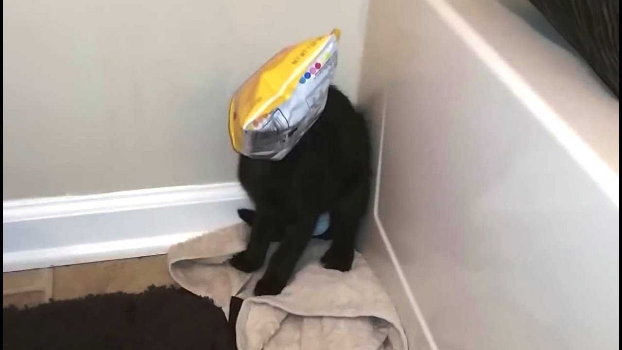 cat-potato-chip-bag 35 Funny Pictures of Cats Stuck in Places They Shouldn't Be
