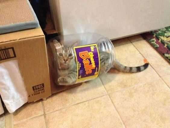 cat-puff-bottle 35 Funny Pictures of Cats Stuck in Places They Shouldn't Be