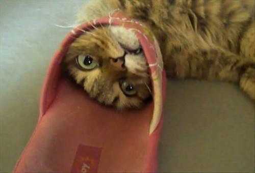 cat-shoe 35 Funny Pictures of Cats Stuck in Places They Shouldn't Be