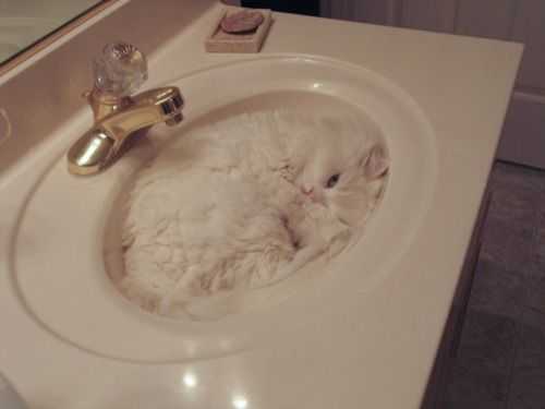 cat-sink-kitty 35 Funny Pictures of Cats Stuck in Places They Shouldn't Be