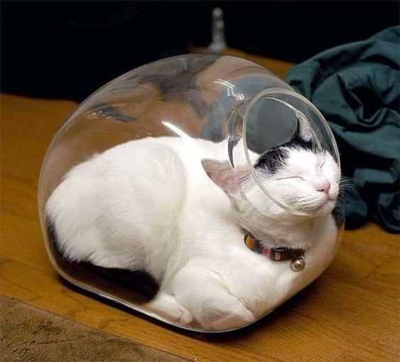 cat-smile-jar 35 Funny Pictures of Cats Stuck in Places They Shouldn't Be