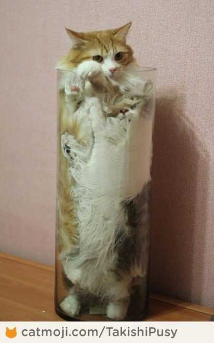 cat-smooshed 35 Funny Pictures of Cats Stuck in Places They Shouldn't Be