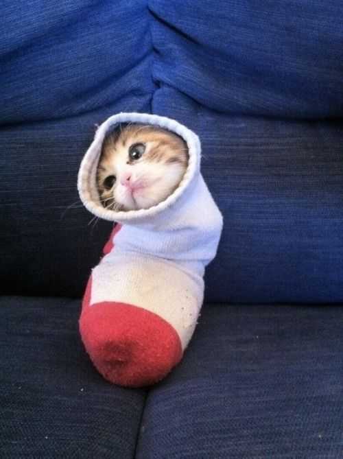 cat-sock 35 Funny Pictures of Cats Stuck in Places They Shouldn't Be