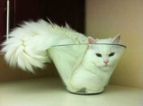cat-stuck-bowl 35 Funny Pictures of Cats Stuck in Places They Shouldn't Be