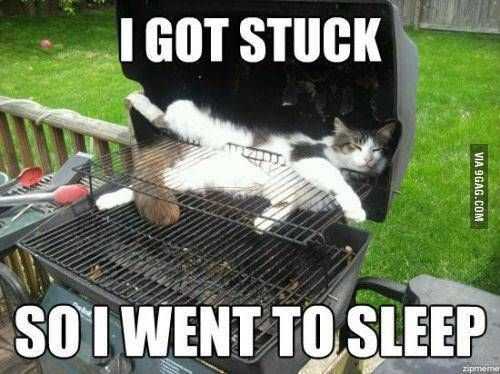 cat-stuck-grilled 35 Funny Pictures of Cats Stuck in Places They Shouldn't Be