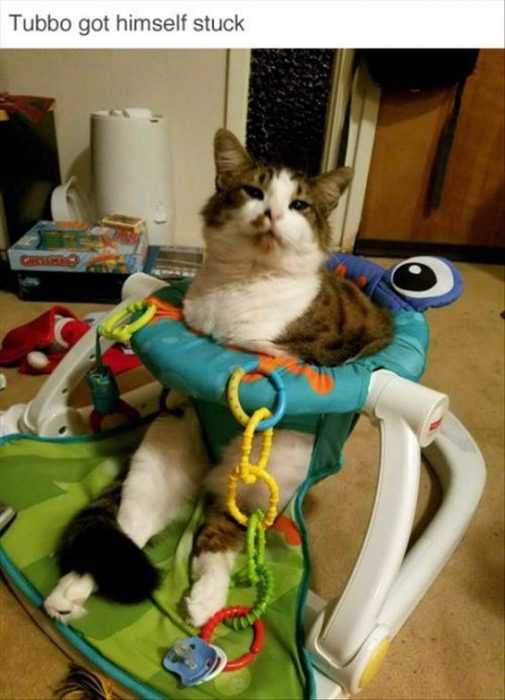 cat-tubbo 35 Funny Pictures of Cats Stuck in Places They Shouldn't Be