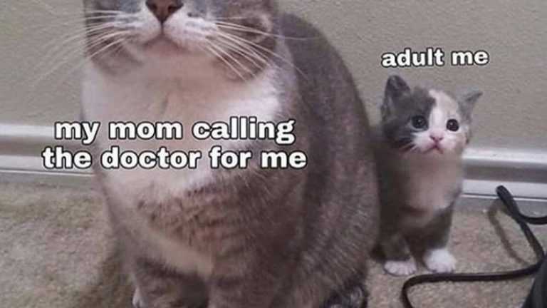 funny cat pictures  mom calling doctor cat meme