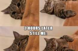 Funny Cat 6 Alarm