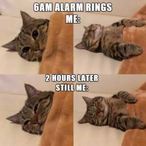 funny cat 6 alarm