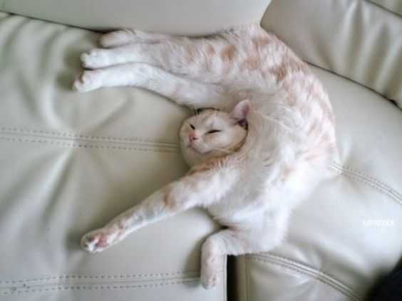 funny-cat-bendyt 35 Funny Pictures of Cats Stuck in Places They Shouldn't Be