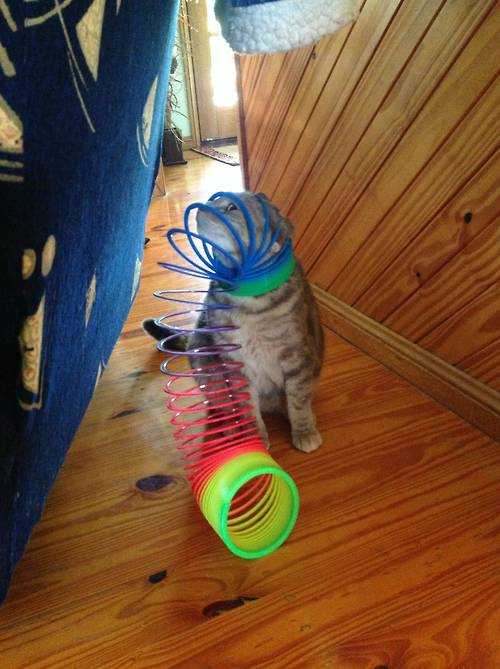 35 Funny Pictures Of Cats Stuck In Places They Shouldn't Be
