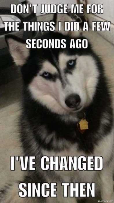 funny changed dog