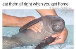 Funny Eat Them All