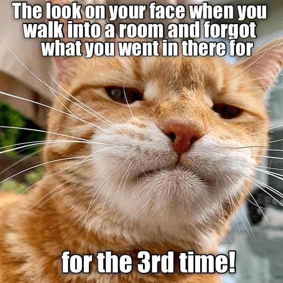 funny orange cat forgot