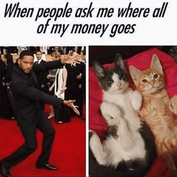 funny cat pictures  will smith spending money on cats meme