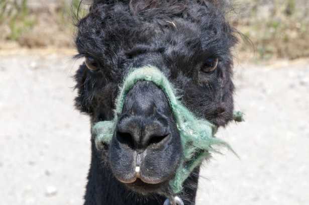 llama black face