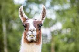 Llama Brown White