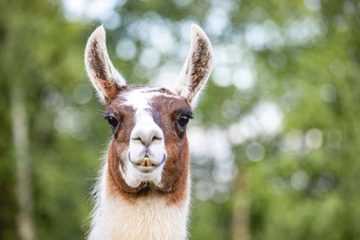 Llama Brown White