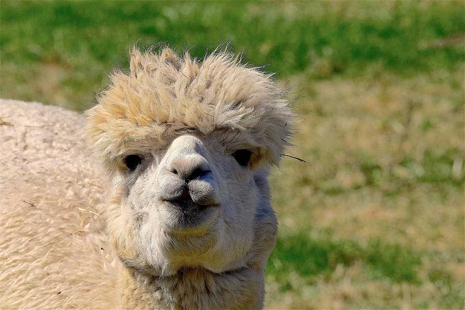 llama haircut