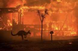 Kangaroo Stops To Observe Raging Wildfires Consume A Farmhouse