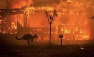 kangaroo stops to observe raging wildfires consume a farmhouse