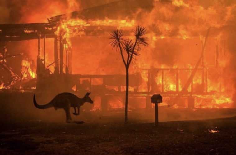 Kangaroo Stops To Observe Raging Wildfires Consume A Farmhouse