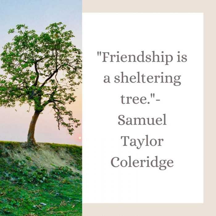 quote friendship is sheltering tree