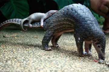 Cute Pangolin Pictures  Sleeping Pangolin