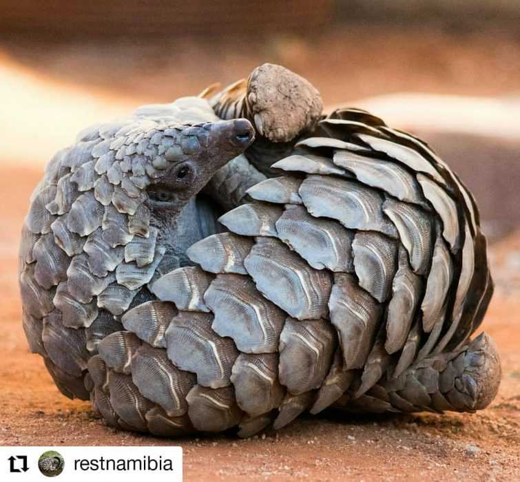 cute pangolin pictures  pangolin rolling over